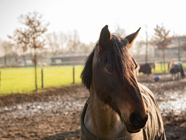 Pferd