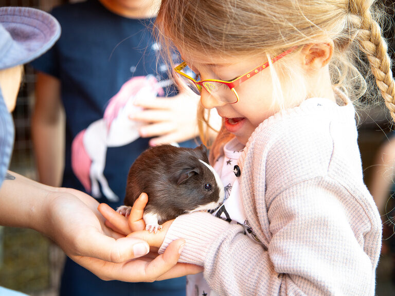 Mädchen streichelt Meerschweinchen