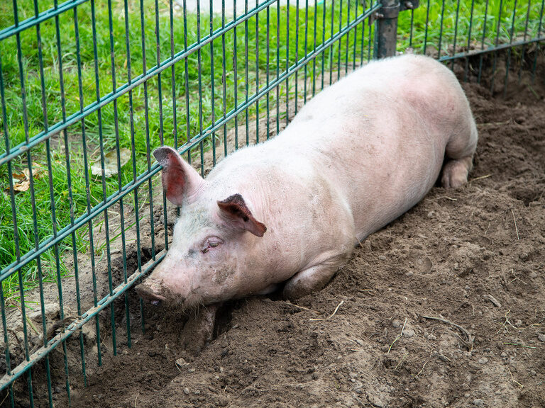 Familienhotel Landhus Laurenz im Münsterland: Schwein liegt im Sand