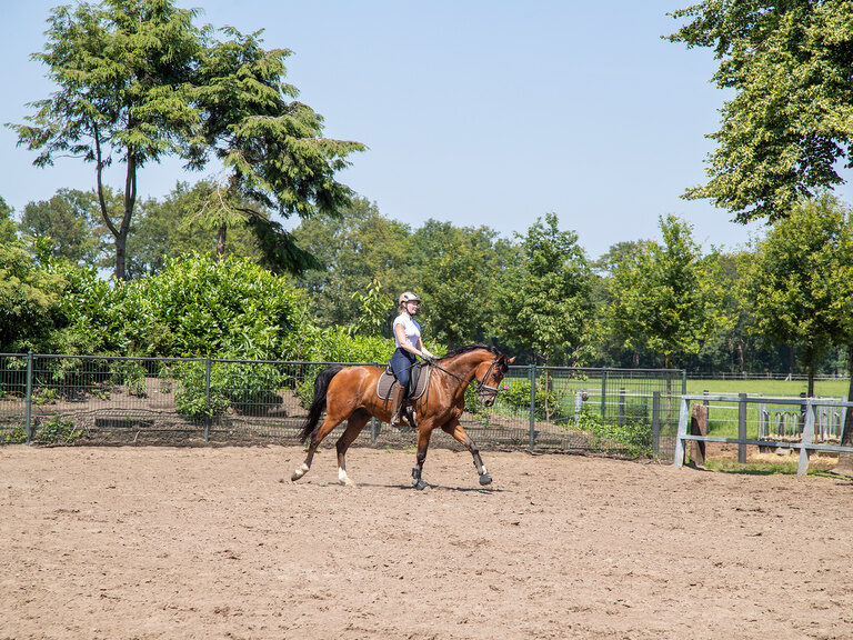 Familienhotel Landhus Laurenz im Münsterland: braunes Pferd mit Reiterin auf Reitplatz bei strahlendem Sonnenschein
