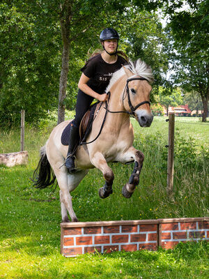 Pony springt über Mauer