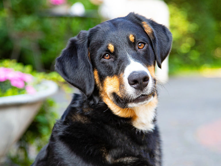 Familienhotel Landhus Laurenz im Münsterland: Hund Bernhardiner der in die Kamera schaut