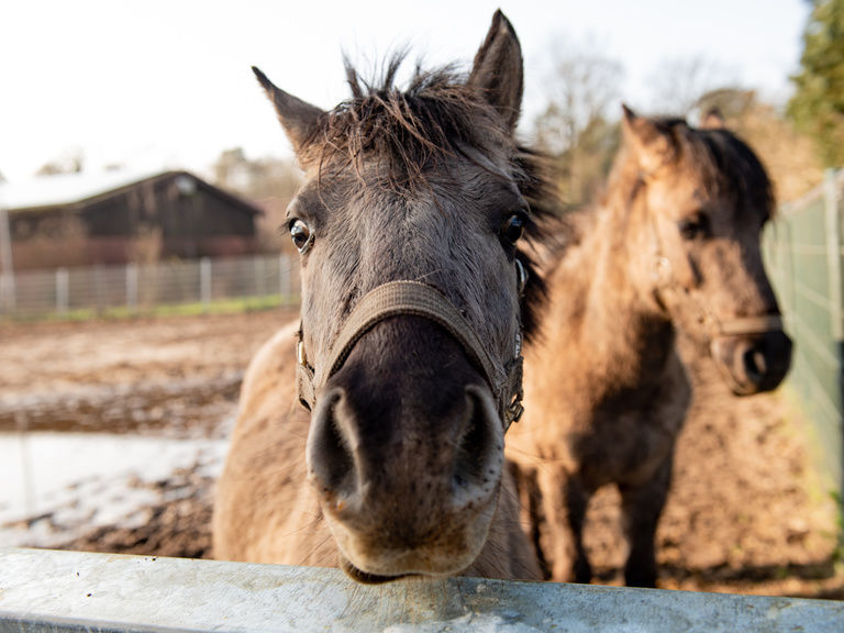 Familienhotel Landhus Laurenz im Münsterland: Pferd das in die Kamera schaut, anderes Pony im Hintergrund auf Sandplatz