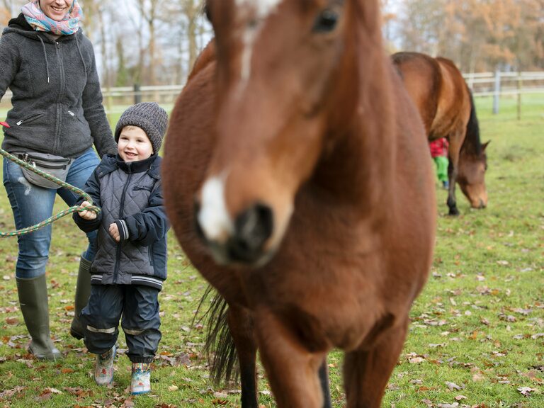 Familienhotel Landhus Laurenz im Münsterland: im Fokus ein hellbraunes Pferd mit weißem Fleck auf der Nase, Kind führt Pferd am Strick im Hintergrund