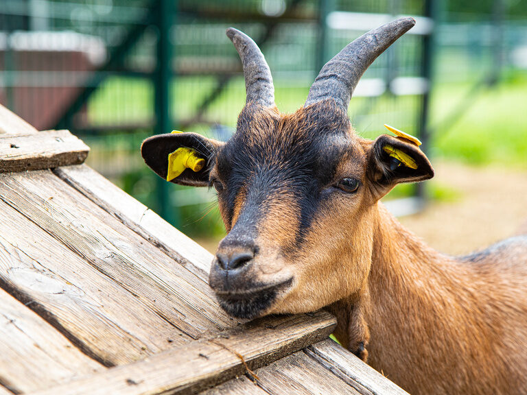 Eine Ziege